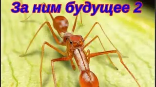 The Ants. Керенгский Муравей-Прыгун