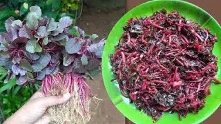 ଓଡ଼ିଆ ଘର ଶାଗ ଓ ବଡି ଭଜା ll Odia ghara saga badi bhaja llsaga recipe Oriya ll sajana saga ll Odia Vlog