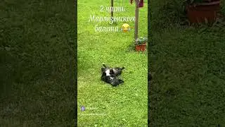 2 часть марлезонского балета🤣😂