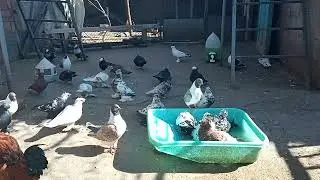 куп, куп...