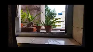 squirrel garden🏡