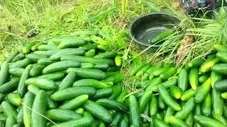 Cucumber