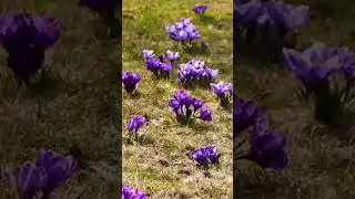 Krokusy