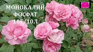 СКОЛЬКО УДОБРЕНИЙ НУЖНО РОЗАМ?