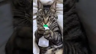 Cat's #cat #cuteecats #cuteanimal #funny #cutespets #kittypets #cute