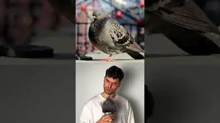 Звуки улицы, но ртом