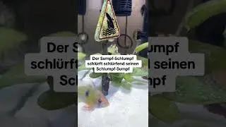 Der Sumpf-Schlumpf