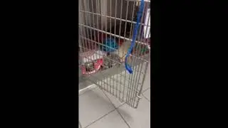 Dezzy Continues to Fight & Learn to Play (Ramapo-Bergen Animal Refuge)