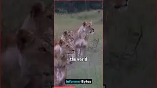 Amazing Facts about Animals 
