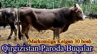Mirkomilga 30 Bosh Buqalar Keldi ☎️99,636,99,52 ☎️90,533,71,01 Dastafka Hizmati Kelishiladi