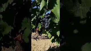 A great BRUNELLO producer - Tuscan Red Wine 
