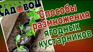 СПОСОБЫ РАЗМНОЖЕНИЯ ЯГОДНЫХ КУСТАРНИКОВ, или посадочный материал ягодных культур выращиваем сами
