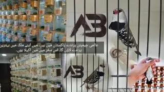 Classic Color Diamond Sparrow | The Best Size From World Champion@abdulbasitabofficial3625