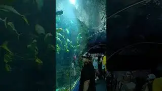 На меня хотела напасть акула 