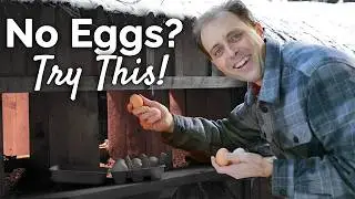 Why Our Chickens Stopped Laying Eggs This Winter (and how we fixed it!)