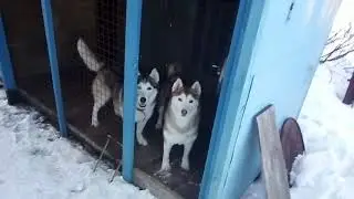 Хаски ! Послушные ! Команда 
