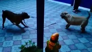 Домашние животные, веселые породистые собачки!