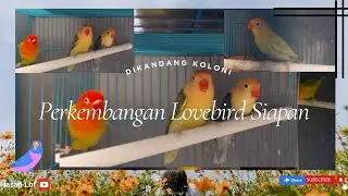 Perkembangan lovebird siapan di kandang koloni