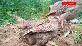 wild birds mating #birds mating