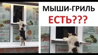 Лютые приколы. Кот покупает шаурму и ПЛОСКАЯ ЗЕМЛЯ