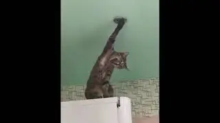 Жизнь с котами за 3 минуты