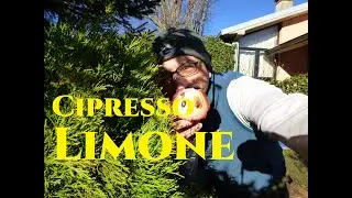 Come e quando potare il Cipresso limone e la Salvia Gardeners World Tutorial Giardinaggio