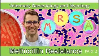 Methicillin Resistance (Part 2) - Veterinary Bacteriology and Mycology