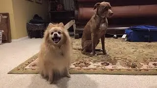 Interrogating my dogs.