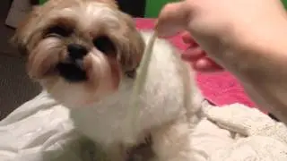 How Shih Tzu dog eat string cheese