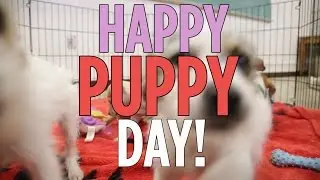 Happy National Puppy Day!