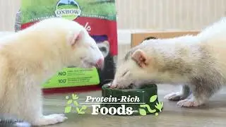 Everything Ferret From Oxbow Animal Health!