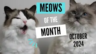 Eevee and Yoshi Meows of the Week Compilation - October 2024 (Weeks 96-99)