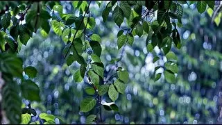 Relaxing Summer Rain Sounds for Sleep