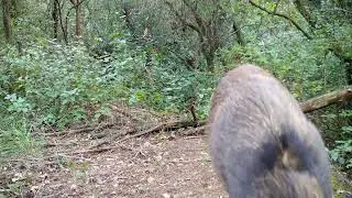 Enero en el bosque.
