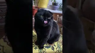 Котики и кошки!!! Машенька сидеть!!!!