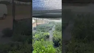 #Полив туманом спринклеры