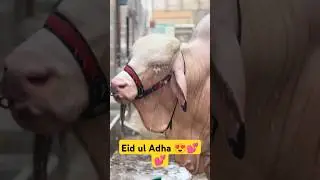 eid ul Adha2024 😍😍#eidulfitrexpecteddate2023 #eiduladha2024date #eiduladha