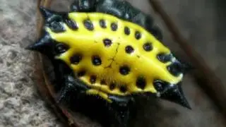 Spider Heart Beating