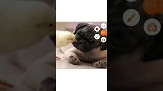 смешные картинки с животными с озвучкой
