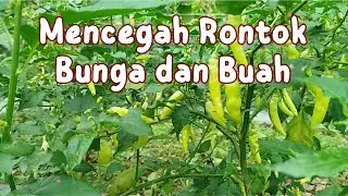 Mencegah Rontok Bunga bdan Buah, Panen Maksimal