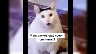 Когда присылаешь маме фотки с котиком