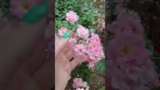 Почвопокровные розы - Лариса, Зе Фейри и Ред Фейри