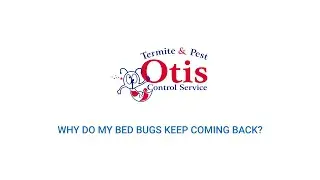 Why Do My Bed Bugs Keep Coming Back?