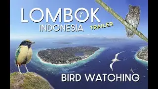 BIRD WATCHING IN LOMBOK - INDONESIA