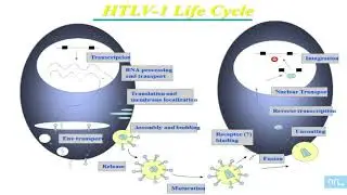 Virus et Lymphomes partie 09: HLVS 1