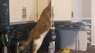Офигевшый кот совсем офигел и стащил колбаску