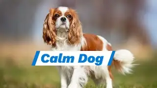 7 Calm Dog Breeds for a Peaceful Home