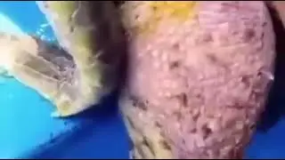 Акула спасает черепаху