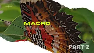 Macro Phone Photography Ideas with Samsung S20 Fe Part 2 ||Butterfly