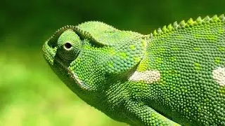 #ONTRENDING 
25 AMAZING Facts About chameleon you'll want to know